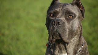 HOBBY CANE CORSO BREEDER SHOWS OFF HER AMAZING ITALIAN MASTIFFS [upl. by Anavas]