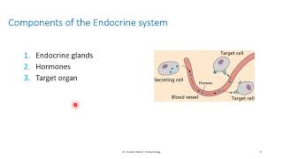 Introduction to endocrine system Lecture 1 part 1 DR HUSSAM RASHED [upl. by Inglebert]