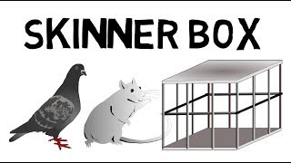 Das Skinner Box Experiment leicht erklärt [upl. by Atilol311]