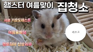 Vlog골든햄스터 집청소 ㅣ 햄토피아 리뷰 🐹 [upl. by Matusow]