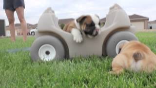 Cutest English Bulldog Puppies EVER [upl. by Janeczka667]