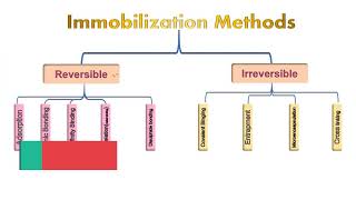 Enzyme Immobilization [upl. by Korfonta]