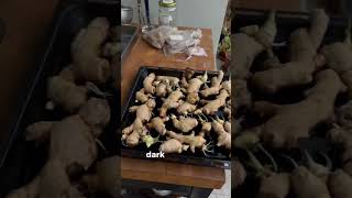 How to grow ginger from root now on the blog [upl. by Corey691]