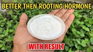 3 Best Homemade Rooting Hormone For Growing Cuttings IN HINDI Natural Rooting Hormone [upl. by Nelan]