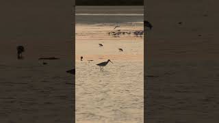 Bartailed Godwit SandpipersBird photographyQatar shorts [upl. by Bullion]