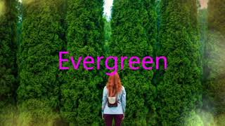 Evergreen dazeychain The Wildcardz Soul amp RnB Pop [upl. by Euh]