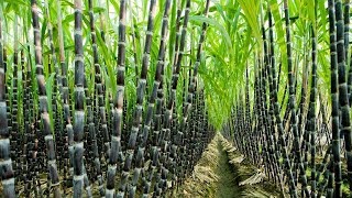 Agriculture Technology  SugarCane Cultivation  SugarCane Farming and Harvesting processing [upl. by Resaec403]