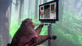 Neuralink Monkey Plays Tetris [upl. by Lishe18]