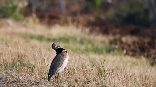 lOutarde canepetière [upl. by Araek492]