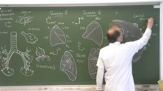 Thorax 8  Trachée bronches poumons plèvre Descriptive anatomy of the respiratory tract [upl. by Julina318]