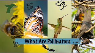 What Are Pollinators [upl. by Anaet416]