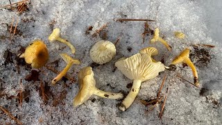 Mushroom foraging in snowy mountain snowy waxcap common puffball フユヤマタケ ホコリタケ オトメノカサ ニガクリタケ [upl. by Avram]