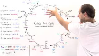 Overview of Citric Acid Cycle [upl. by Anialam690]