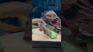 Feeding South American Cichlids [upl. by Imelida]