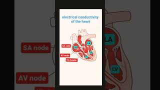 electrical conductivity of the heart AV NodeAV BundlePurkinje Fiberstrendingshorts [upl. by Leinaj]