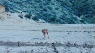 Deer hunting  Rhodesian Ridgebacks [upl. by Lucius285]