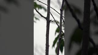 A female Cape May Warbler forages at Magee Marsh birdwatching wildlife nature mageemarsh [upl. by Michon]