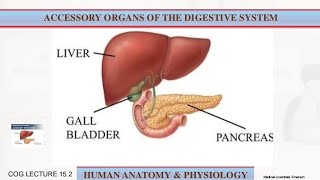 Accessory Organs of Digestive System Anatomy and physiology  Lecture 23 [upl. by Anihpesoj]