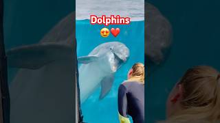 Discover the Amazing World of Dolphin Adventures at SeaWorld  September 2024 [upl. by Smith]