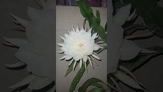 Brahma Kamal flower 🌹💐flowers 2024songs [upl. by Kcirde]