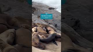 Adorable Sea Lions in San DiegoLa Jolla Cove 🦭 Can You Tell If It’s a Sea Lion or a Seal [upl. by Nikola]