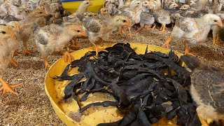 What do 15 day chicks need to dohow to kill bacteria and viruses in the chicken raising environment [upl. by Nahtan]