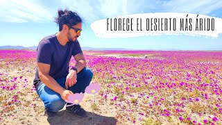 LUGARES para visitar el DESIERTO FLORIDO 2022  Tips para conocer un fenómeno único en el mundo [upl. by Nessa]