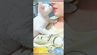 My Cat Tried to Kiss Me… or Did It 😸💋 cat funny funnycats cute shorts [upl. by Notyap162]