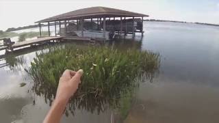 How To Catch Shiners on a Rod and Reel [upl. by Los625]