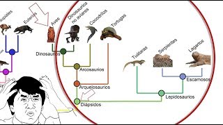 ¿Por qué los Reptiles ya NO SON Reptiles [upl. by Cullin889]