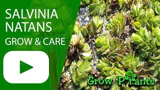 Salvinia natans  Water plant [upl. by Liagaba]