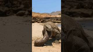 Komodo dragon Vomit Monster eel😱 [upl. by Ahsikram]