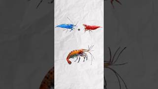 Wait for the result shorts ytshorts fishtank aquarium shrimp shrimpbreeding [upl. by Atisusej58]