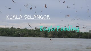 Exploring MalaysiaKuala Selangor Eagle Feeding [upl. by Alcock]