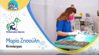 Στείρωση γάτας  Στείρωση κατοικίδιων Πως γίνεται η στείρωση στη γάτα κύριοι λόγοι στείρωση γάτας [upl. by Tennies]