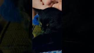 ASTHMATIC PURRING blackcat catlover purring purringcat asthma asthmatic happycat sleepycat [upl. by Hamilah]