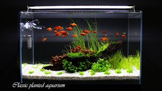 CLASSIC PLANTED AQUARIUM  Step By Step  Aquascaping [upl. by Niret568]