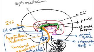 Sagittal section of The Brain by Dr Maha ELBeltagy [upl. by Vivia]