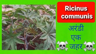 Ricinus communis Poisoning  अरंडी का पौधा [upl. by Anthony346]