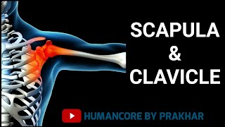 Clavicle And Scapula Bone Anatomy  Pectoral Girdle  Shoulder Joint Anatomy [upl. by Manoff475]