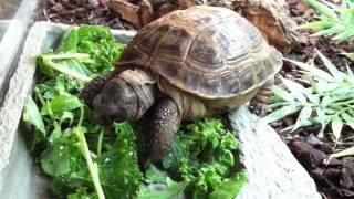 Hobby Reptiles Ltd Testudo horsefieldii Horsefields Tortoise [upl. by Gerge]