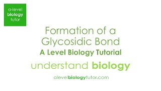 Formation of a Glycosidic bond Alpha glucose Alevel Biology OCR A Eduqas Edexcel AQA [upl. by Connors]