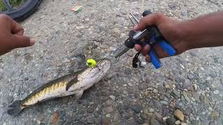 Big Size Cobra Snakehead ব্যাঙ দিয়ে শোল মাছ ধরা fishing snakehead [upl. by Cohberg28]