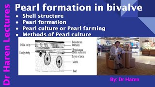 Pearl formation in bivalves [upl. by Sidran]