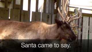 RUDOLPH the RedNosed Reindeer SONG with Lyrics Real Reindeer Scenes [upl. by Ephrem]