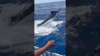 Huge African marlin released [upl. by Ran]