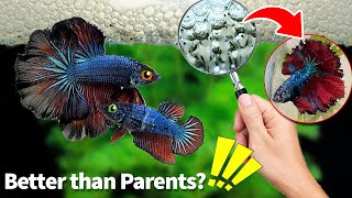 Mastering the Art of Breeding Betta Fish Part 2 Expert Tips and Techniques bettafry [upl. by Legin]