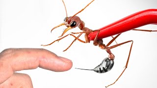 STUNG by a Bulldog Ant [upl. by Thisbe]