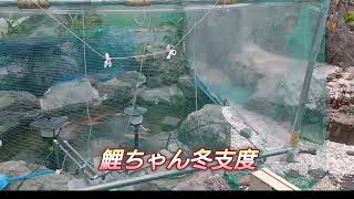 【鯉ちゃん冬支度】足場パイプで骨組み、ナイロンシートで保温！錦鯉池 japan [upl. by Annunciata]