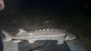 canale di pesca allo storionesturgeon fish [upl. by Enirahtac25]